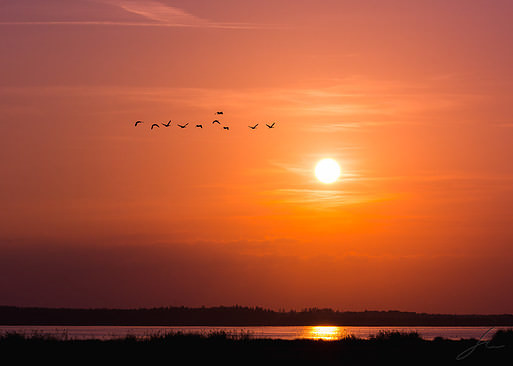 Migrating birds over Hornborgasjön